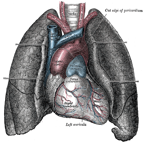 Rycina anatomiczna serca i płuc
